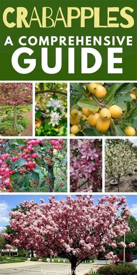 Crabapple Selection Guide